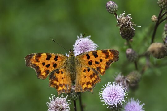 C-butterfly, comma butterfly, nymphalis c-album, polygonia c-album, butterfly, insects, butterfly, butterflies