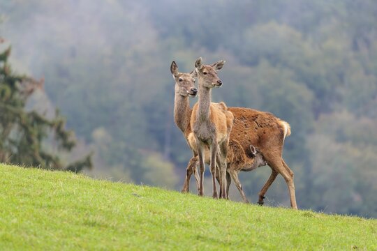 A female red deer (Cervus elaphus) nurses her calf in a meadow in hilly terrain. Another female stands behind her. A forest with autumn leaves can be seen in the background. Wisps of mist drift over the forest, Bavaria, Germany