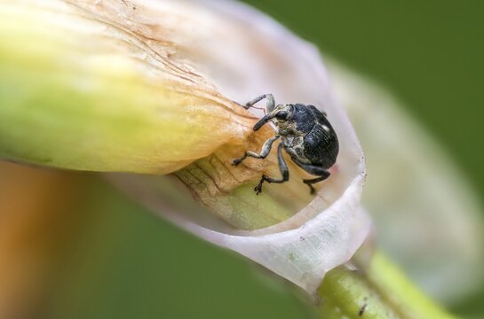 Iris weevil, mononychus punctum album, weevil, iris weevil, white spotted iris weevil, yellow flag borer, beetle, coleoptera, insects, beetles
