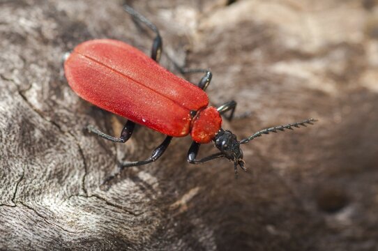 Black headed cardinal beetle, fire beetle, pyrochroa coccinea, scarlet fire beetle, beetle, coleoptera, insects, beetles