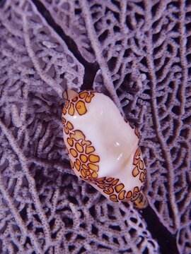 Close-up of a flamingo tongue snail (Cyphoma gibbosum) resting on a purple common sea fan (Gorgonia ventalina) . Dive site John Pennekamp Coral Reef State Park, Key Largo, Florida Keys, Florida, USA