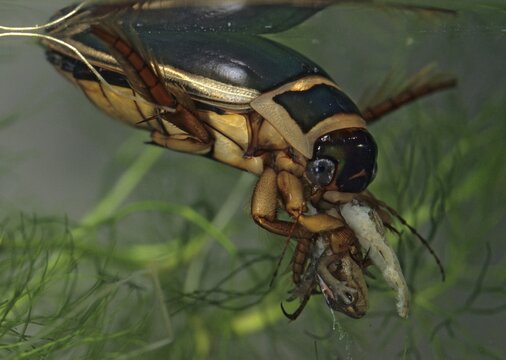 Dytiscus marginalis, yellow-burn beetle, great diving beetle, aquatic, beetle, prey, capture, insects, beetles, male, newt, newt larva, male