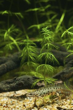 Lissotriton vulgaris, smooth newt, triturus vulgaris, amphibians, amphibians, high size, portrait format, amphibians, male