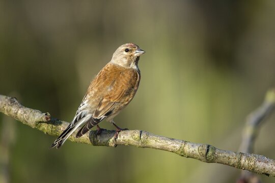 Acanthis cannabina, bloodtail, linaria cannabina, linnet, birds, hanfling, male, passeri, songbirds, birds