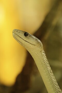 Black mamba (Dendroaspis polylepis), captive, poisonous snake, occurrence in Africa, Terrazoo, North Rhine-Westphalia, Germany,