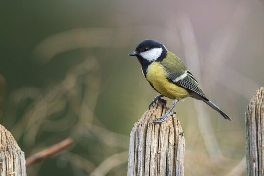 Great tit, great tit, parus major, birds, garden, garden fence, tits, passeri, songbirds, songbirds, tits, birds