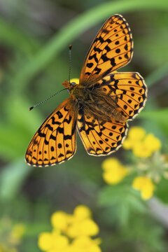 Boloria euphrosyne, clossiana euphrosyne, spring mother-of-pearl butterfly, pearl-bordered fritillary, silver-spotted mother-of-pearl butterfly, butterfly, high size, portrait format, insects, butterfly, butterflies