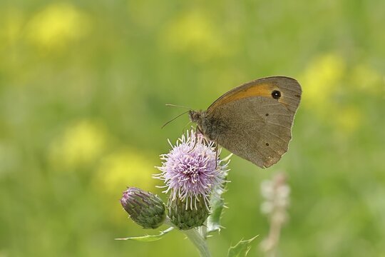 Meadow Brown (Maniola jurtina), collecting nectar from a thistle (Cirsium arvense) flower, Wilnsdorf, North Rhine-Westphalia, Germany