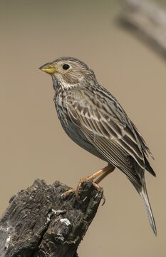 Brandenburg, Corn Bunting, Germany, Emberiza Calandra, Corn Bunting, Miliaria Calandra, Nabu, Nabu project, national natural heritage, Gr&uuml;nhaus natural paradise, post-mining landscape, birds, green house, high size, portrait format, passeri, songbirds, birds