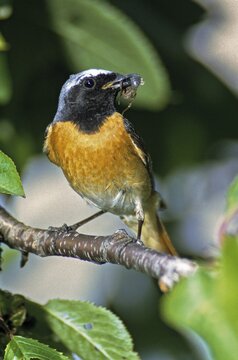 Garden redtail, Phoenicurus phoenicurus, redstart, birds, feeding, garden, garden birds, high size, portrait format, male, passeri, songbirds, birds