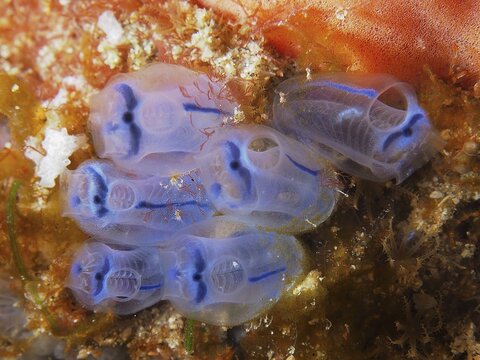 Slightly transparent, blue Steenbras sea squirt (Clavelina steenbrasensis) in a colony on an orange background. Dive site Sodwana Bay National Park, Maputaland Marine Reserve, iSimangaliso Wetland Park, KwaZulu Natal, South Africa