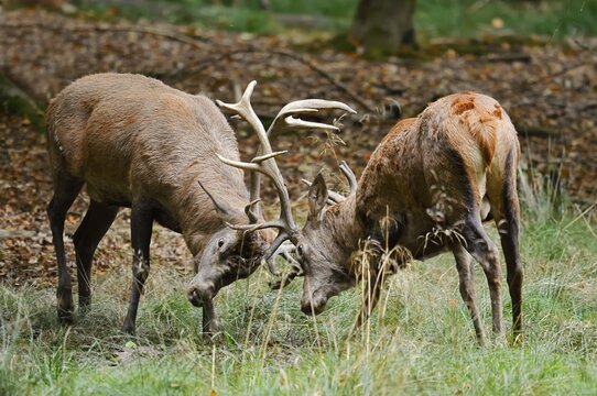 Red deer (Cervus elaphus) during the rutting season, North Rhine-Westphalia, Germany