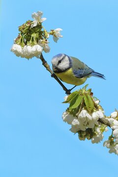 Blue tit (Parus caeruleus) sitting on a flowering branch of a cherry tree (Prunus avium), North Rhine-Westphalia, Germany