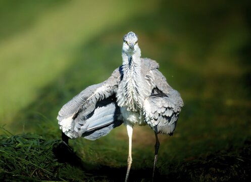 Grey heron (Ardea cinerea) striding through a mown meadow, shaking itself, Zurich, Switzerland