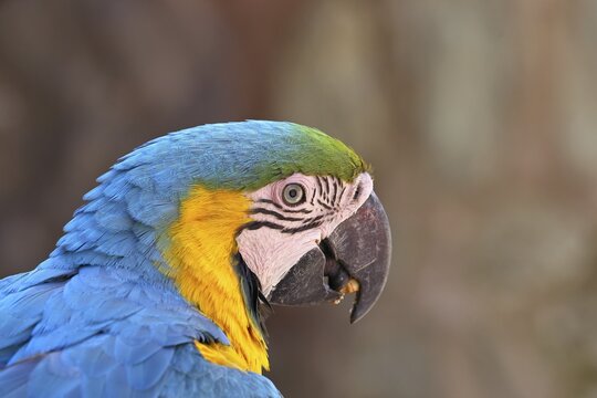 Yellow-breasted macaw (Ara ararauna), animal portrait, captive, found in South America, Hesse, Germany