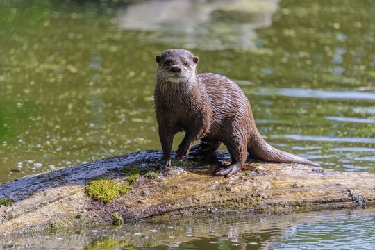 On a sunny day, an oriental small-clawed otter (Aonyx cinerea) stands on a log floating in the water, with the green vegetation on the bank reflected on the waters surface. India to Southeast Asia, islands of Sumatra, Java, Borneo and Palawan