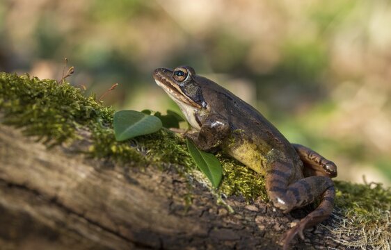 Agile frog, rana dalmatina, jumping frog, amphibians, amphibians, frog, frogs, amphibians