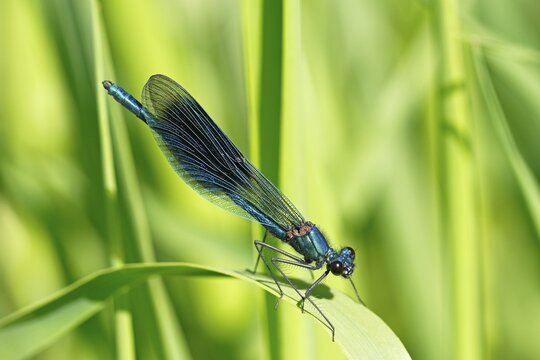Banded demoiselle (Calopteryx splendens) male basking on reed leaf, Schleswig-Holstein, Germany