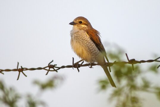 Lanius Collurio, red-backed shrike, redback shrike, birds, female, passeri, songbirds, songbirds, birds, female, shrike