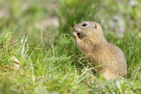 A fully grown European ground squirrel (Spermophilus citellus) carries nesting material in its mouth. Austria