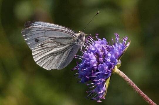 Green-veined white, green vein whitening, Pieris napi, rapeseed whitling, butterfly, insects, butterfly, butterflies