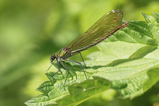 Banded demoiselle (Calopteryx splendens) Female sunning herself on nettle leaf, Schleswig-Holstein, Germany