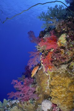 Hemprich's tree coral (Dendronephthya hemprichi) and jewel grouper (Cephalopholis oligosticta), Elphinstone Reef, Red Sea, Egypt