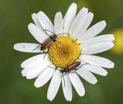 Black-striped Longhorn Beetle, Cerambycidae, Spotted Horned Chock, Common Narcock, Small Narrow Beetle, Leptura Maculicornis, Paracorymbia Maculicornis, Schmalbock, Black-tailed Schmalbock, Spotted Horned Longhorn Beetle, Stenurella Melanura, Stictoleptura Maculicornis, Strangalia ura, beetle, longhorn beetle, coleoptera, insects, beetles