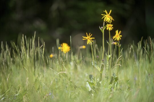 Arnica Montana, Arnica, Asteraceae, Mountain Welfare Rental, Daisy, Flora, Leopard's Bane, Mountain Arnica, Mountain Tobacco, Plants, Wolf's Bane
