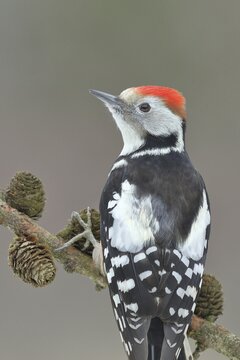 Middle Spotted Woodpecker (Dendrocopus medius), sitting on a branch with cones of a larch (Larix), North Rhine-Westphalia, Germany