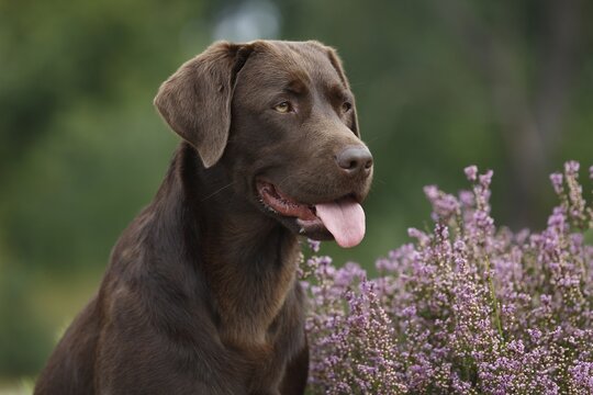 Brown Labrador Retriever (Canis lupus familiaris), bitch, sitting, portrait, Schleswig-Holstein, Germany