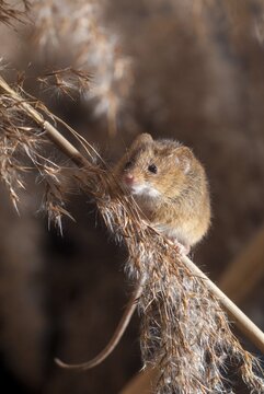 Harvest mouse, Micromys minutus, rodents, rodentia, dwarf mouse, high size, portrait format, mammals, mouse, muroids, rodents, mammals