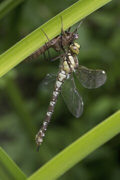 Aeshna cyanea, blue-green mosaic maiden, southern hawker, anisoptera, damselflies, dragonflies, exuvia, hatching, high size, portrait format, insects, dragonflies, odonata, hatching