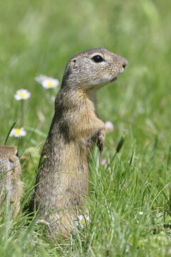 European ground squirrel (Spermophilus citellus) looking out of its burrow with curiosity and interest, Lake Neusiedl National Park, Burgenland, Austria