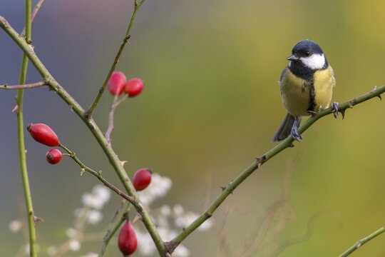 Great tit, great tit, parus major, birds, tits, passeri, songbirds, songbirds, tits, birds