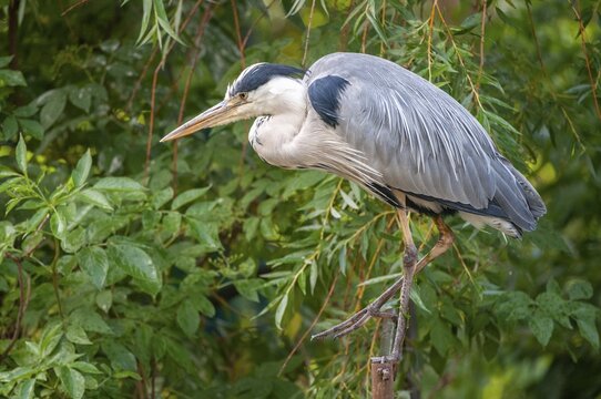 Ardea cinerea, heron, gray heron, birds, ciconiiformes, herons, walking birds, wading birds, birds