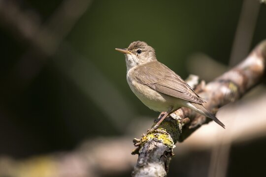 Acrocephalus palustris, marsh warbler, birds, passeri, songbirds, songbirds, birds, warblers
