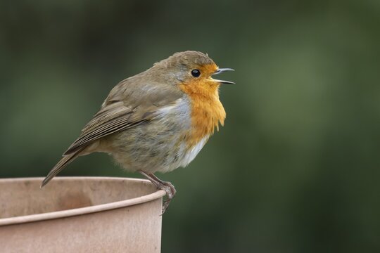 European robin (Erithacus rubecula) adult garden bird singing on a plant pot in spring, England, United Kingdom
