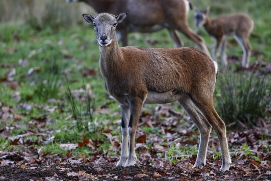 European mouflon (Ovis gmelini musimon), female, Schleswig-Holstein, Germany