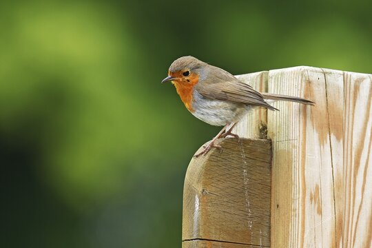 European robin (Erithacus rubecula) sitting on wooden post, Schleswig-Holstein, Germany