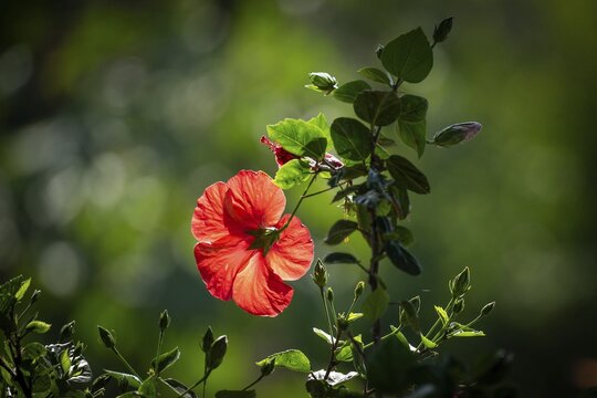 Bright red hibiscus flower against green background, Malfa, Salina, Aeolian or Lipari Islands, Southern Italy, Italy