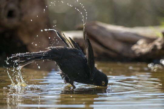 Blackbird, Turdus Merula, Bath, Bird Bath, Birds, Passeri, Songbirds, Songbirds, Potion, Birdbath, Birds, Watering Place