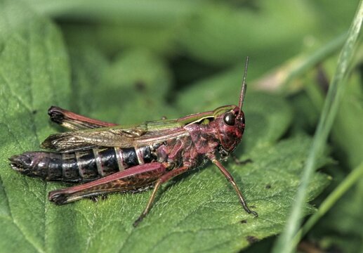 Grasshoppers, large heather grasshoppers, panzers grasshoppers, stenobothrus lineatus, stripe-winged grasshoppers, grasshoppers, grasshoppers, insects