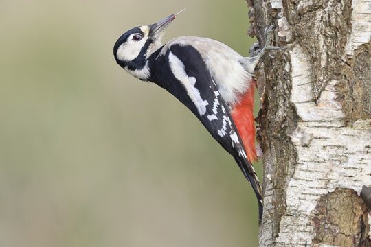 Great spotted woodpecker (Dendrocopus major), male, foraging on the trunk of a common birch (Betula pendula), wildlife, woodpeckers, nature photography, autumn, Wilnsdorf, North Rhine-Westphalia, Germany