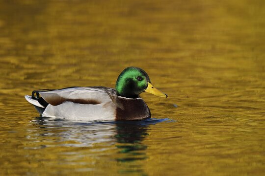 Mallard (Anas platyrhynchos), male duck swimming, North Rhine-Westphalia, Germany