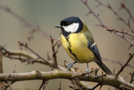 Great tit, great tit, parus major, birds, tits, passeri, songbirds, songbirds, tits, birds