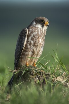 Falco vespertinus, red-footed falcon, red-footed falcon, birds, falconiformes, falcons, birds of prey, high size, portrait format, raptors, birds