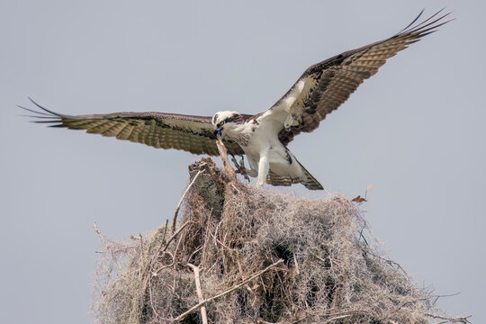 Female Osprey spreading her wings in nest