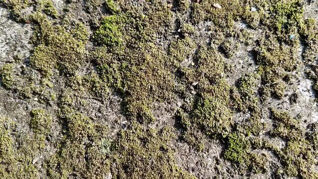 Slow moving footage of green moss texture on a natural surface