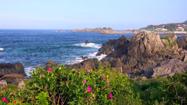 種差海岸とハマナス